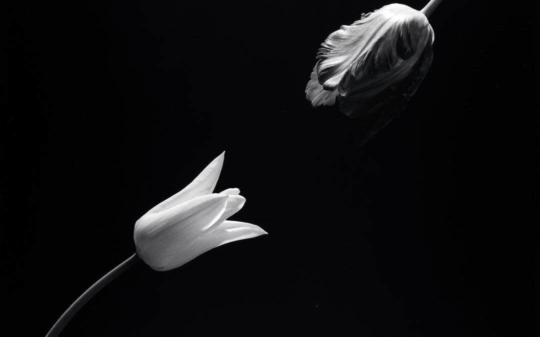 Színek a művészetben – Robert Mapplethorpe: Flowers (2.rész – fekete -fehér)