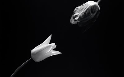 Színek a művészetben – Robert Mapplethorpe: Flowers (2.rész – fekete -fehér)